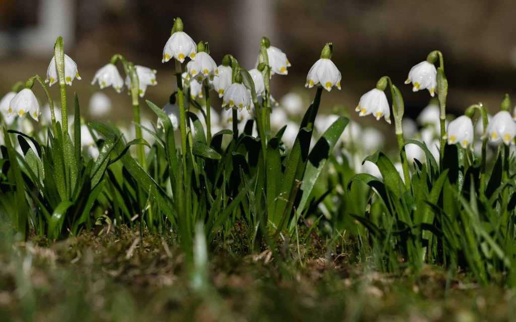 Fasten, Frühling, Fastenwoche, VHS Pongau