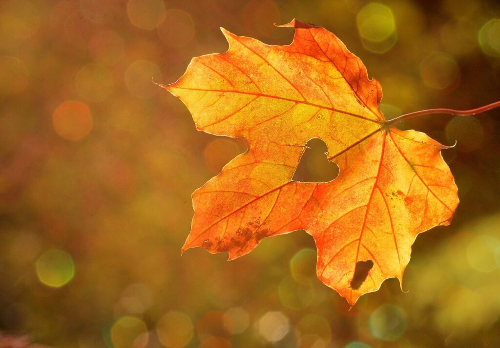 Fasten im Herbst mit Beate bewegt