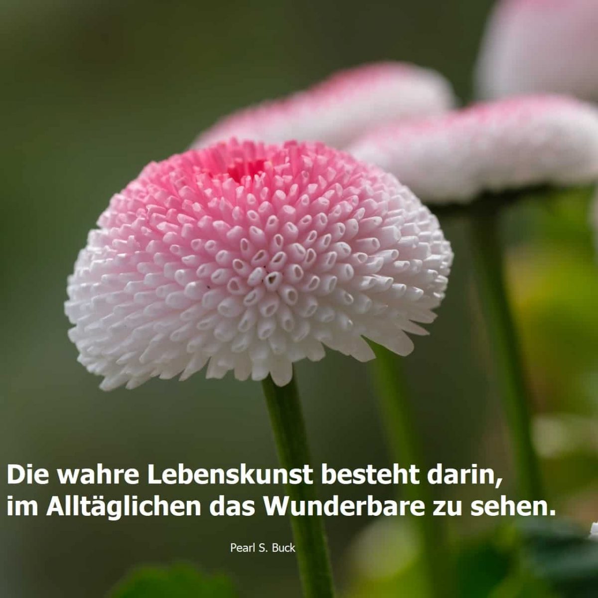 Frühling_Lebenskunst_Blume Fastenzeit, Frühling, Berger, Beatebewegt
